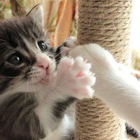 爪とぎにつかまり、母猫の手をにぎにぎする子猫