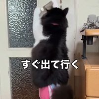 両前足でドアノブをつかむ猫