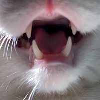 口を開けて鳴き声をあげる猫の顔