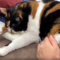 寝ている猫