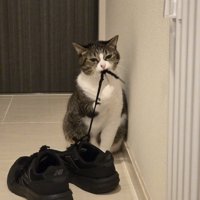 靴紐を噛んで睨みつける猫