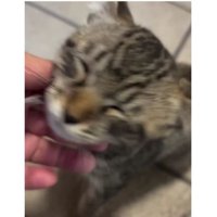 甘える子猫