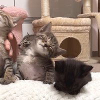向かって左の子猫がミルクを飲んで他2匹は座りながら眠っている