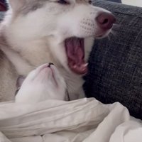 大あくびをする犬