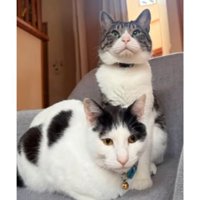 室内にいる猫