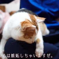 メロメロな猫