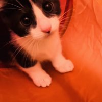 猫用トンネルの中の子猫