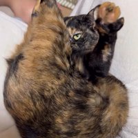 後ろ足を伸ばしている片目が隠れた二つ折りの猫