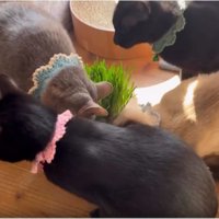 猫草を食べている猫