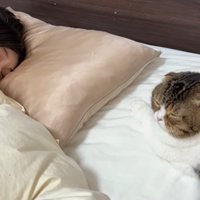女性の横で寝る猫