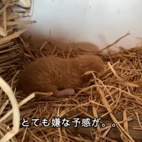 わらの上にいる子猫