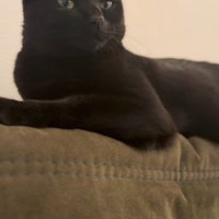 遠くを見つめて目を細める猫