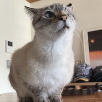 イカ耳で座る猫