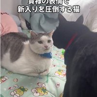 向かい合っている2匹の猫