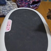 ブルブルマシンの横を歩いている猫
