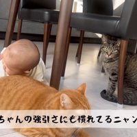抱きつかれる猫