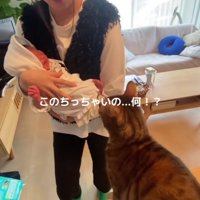 赤ちゃんを抱っこした女性と猫
