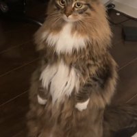 立ちっぱなしの猫