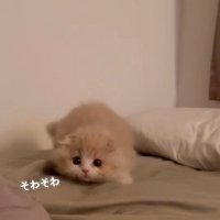 布団の上で身を低くしている子猫