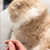 拒否する猫