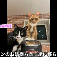 2匹の猫