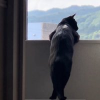 ニャルソックする猫