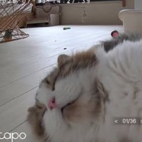 猫と見守りカメラ