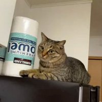 冷蔵庫の上にいる猫