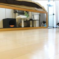 色んなおもちゃで遊ぶチコちゃん2