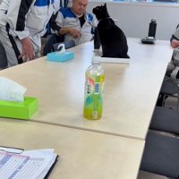 テーブルの上に座る黒猫