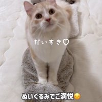 ふみふみしている猫