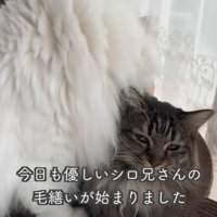テロップ「今日も優しいシロ兄さんの～」