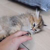 横向きになった子猫