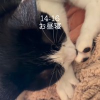 寝ている猫