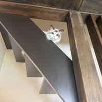 階段から見下ろす猫
