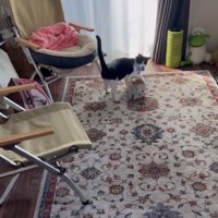 ラグの上に置いた食パンの匂いを嗅いでいる猫