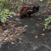 ボロボロの毛の猫