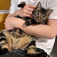 抱っこされる猫