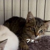 警戒しながらケージの外を見つめるキジトラ柄の子猫