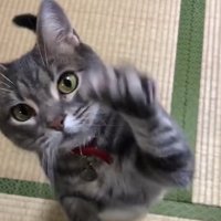 後ろ足で立ち上がって左前足を動かしている猫