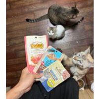 室内にいる猫