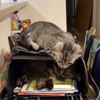ランドセルの上から中を覗き込もうとしている子猫