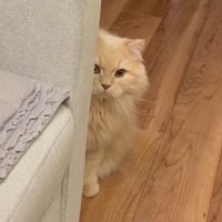 ソファの陰から飼い主を見つめる猫