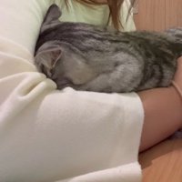 女性に撫でられて、じっとしている猫