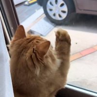 手を上げる猫
