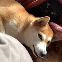 横になってカメラ目線になる犬