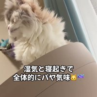 毛がパヤパヤの猫