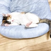 猫ベッドでバンザイする三毛さん