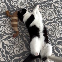 眠る猫