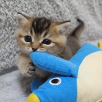 ペンギンの手にじゃれる子猫